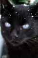Medicine cat